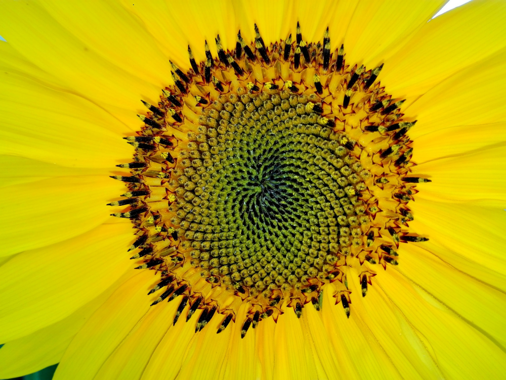 fibonacci2